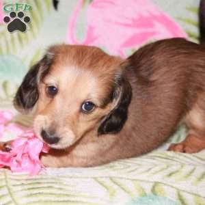 Bandit / Black Widow, Dachshund Puppy